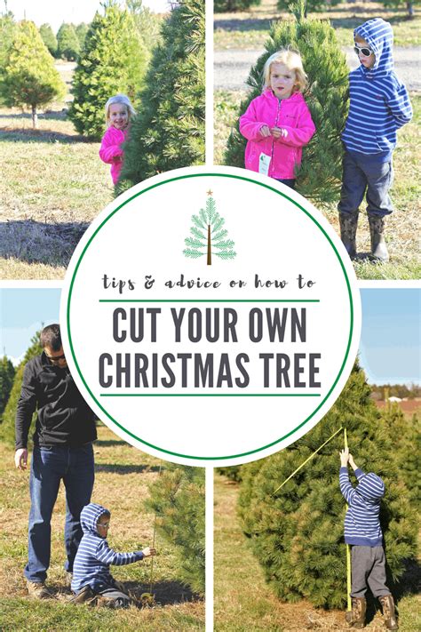 Cutting your own Christmas tree: Do’s and don’ts